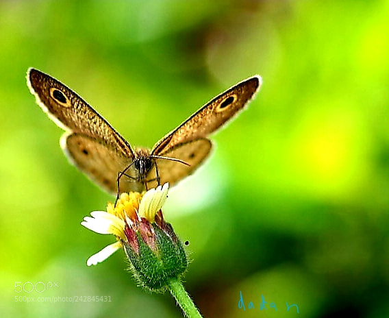 Samsung NX30 sample photo. Eat to live, not photography