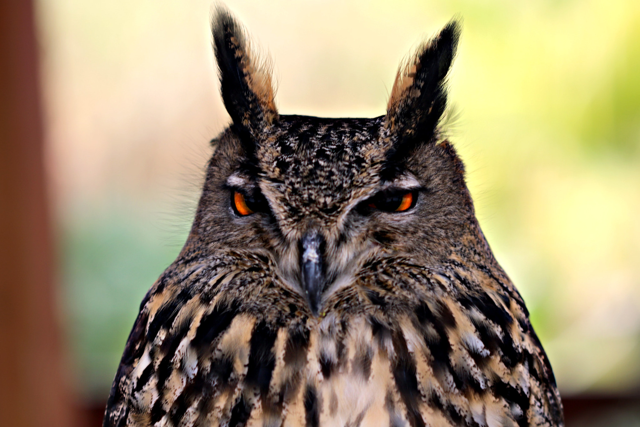 Canon EF 100mm F2.8 Macro USM sample photo. Owl photography