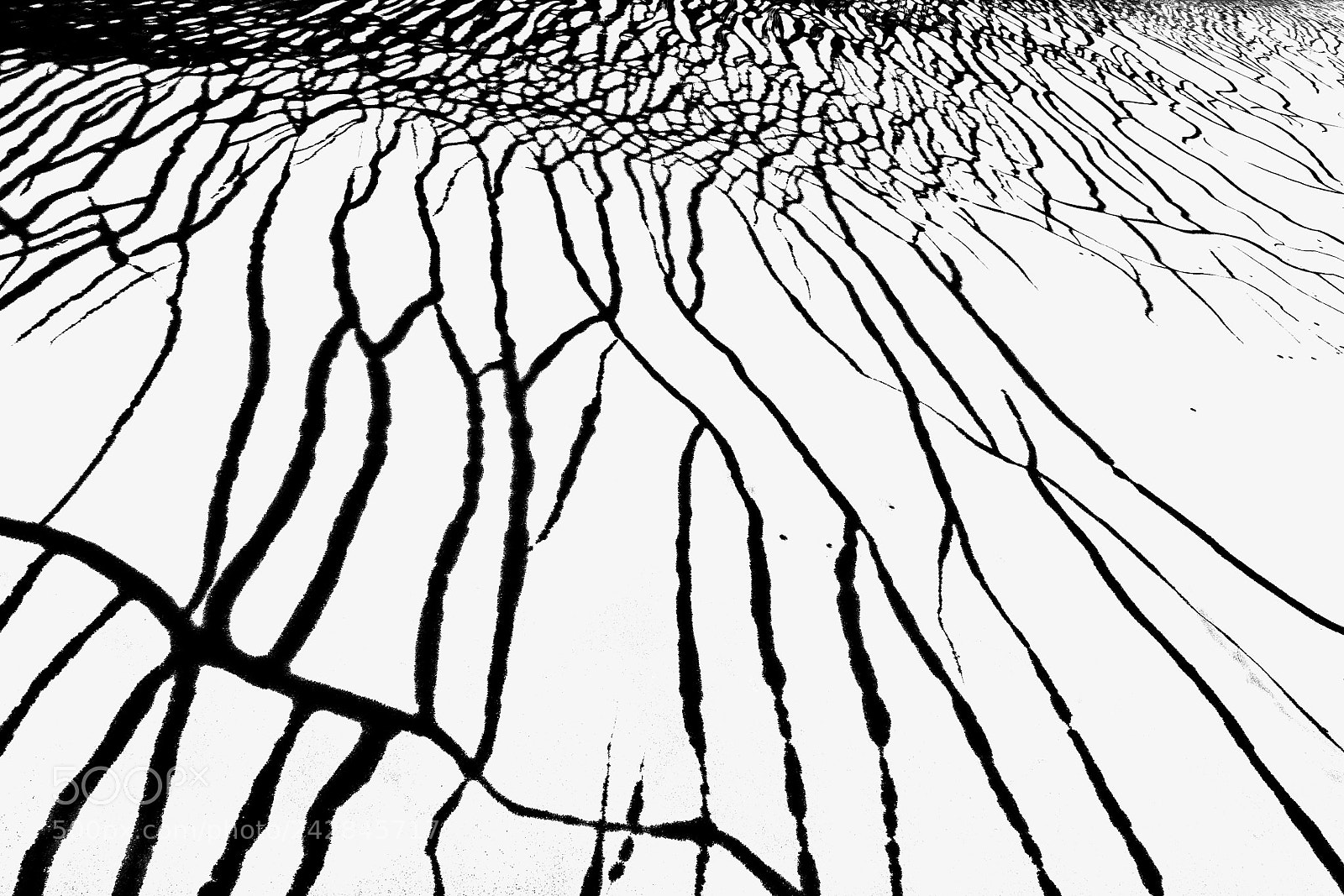 Canon EOS-1Ds Mark II sample photo. Nature abstract photography