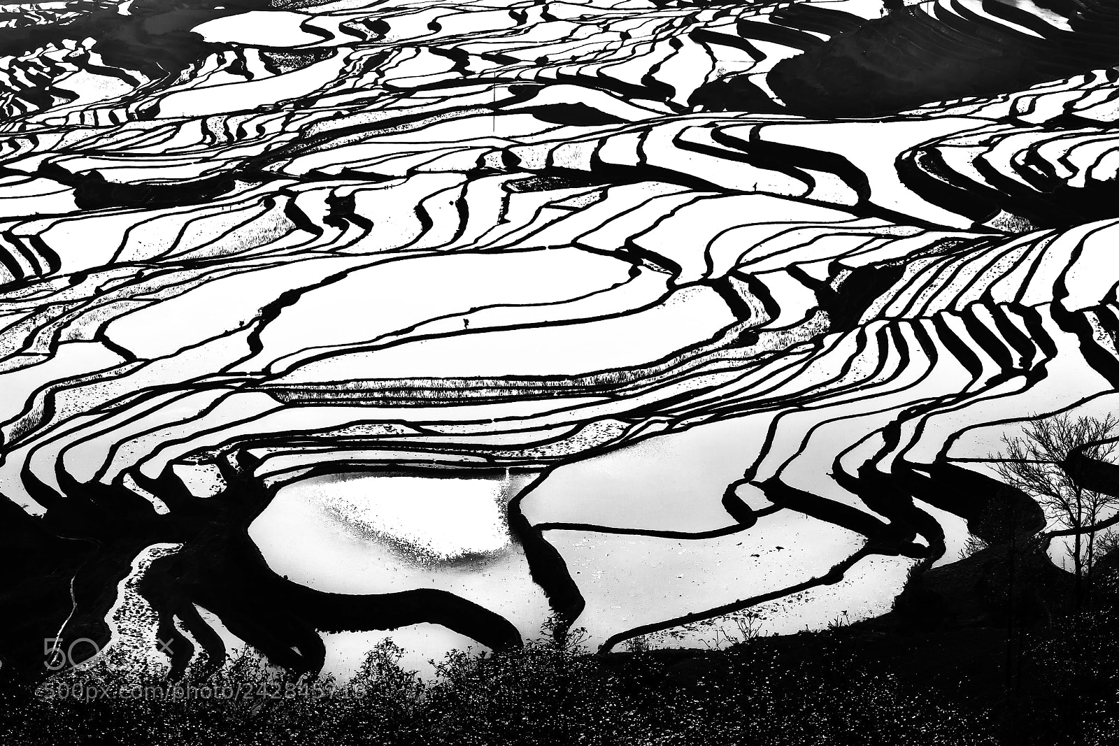 Canon EOS-1Ds Mark II sample photo. Nature abstract photography