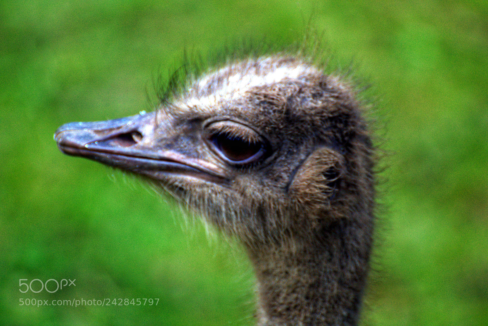 Sony SLT-A58 sample photo. Ostrich photography