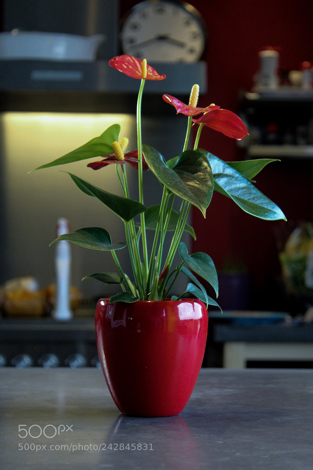 Canon EOS 1300D (EOS Rebel T6 / EOS Kiss X80) sample photo. Red plant photography