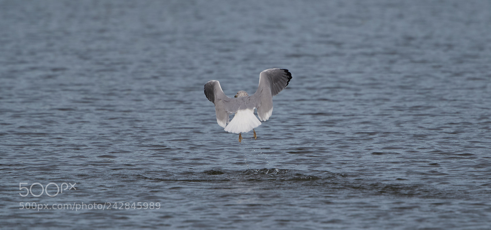 Canon EOS-1D X Mark II sample photo. 01-17-18-9792.jpg photography