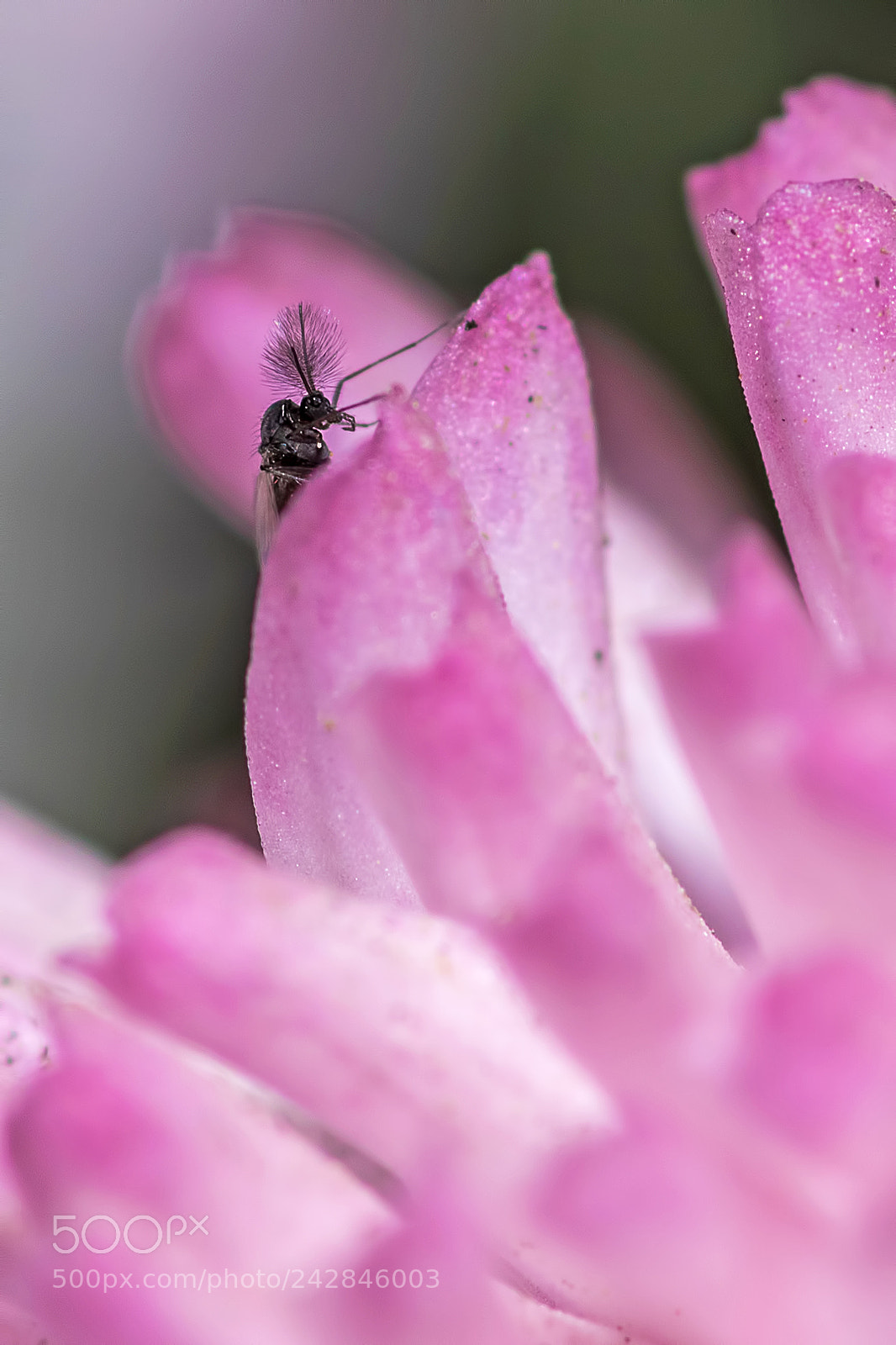 Canon EOS 7D Mark II sample photo. The enormity of small photography