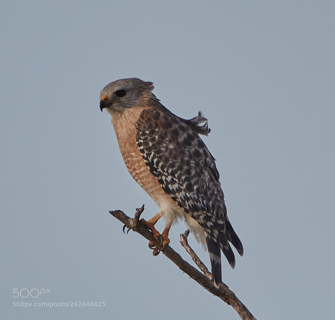 Canon EOS-1D X Mark II sample photo. 01-17-18-9875.jpg photography