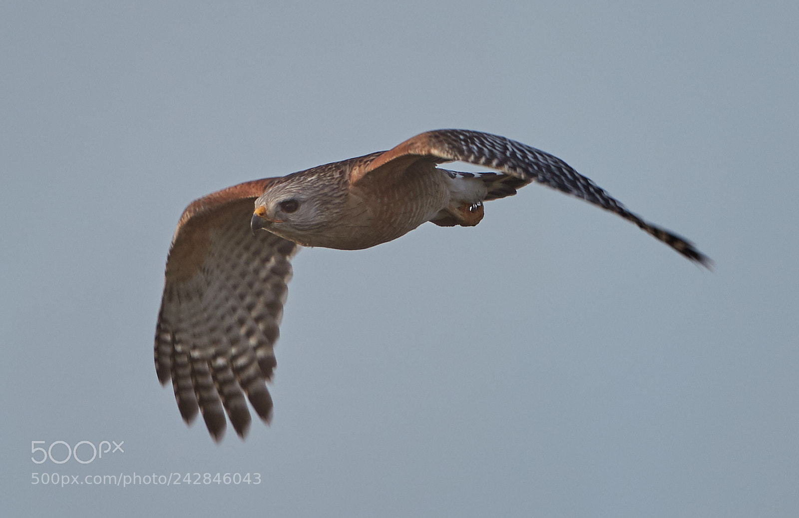 Canon EOS-1D X Mark II sample photo. 01-17-18-9868.jpg photography