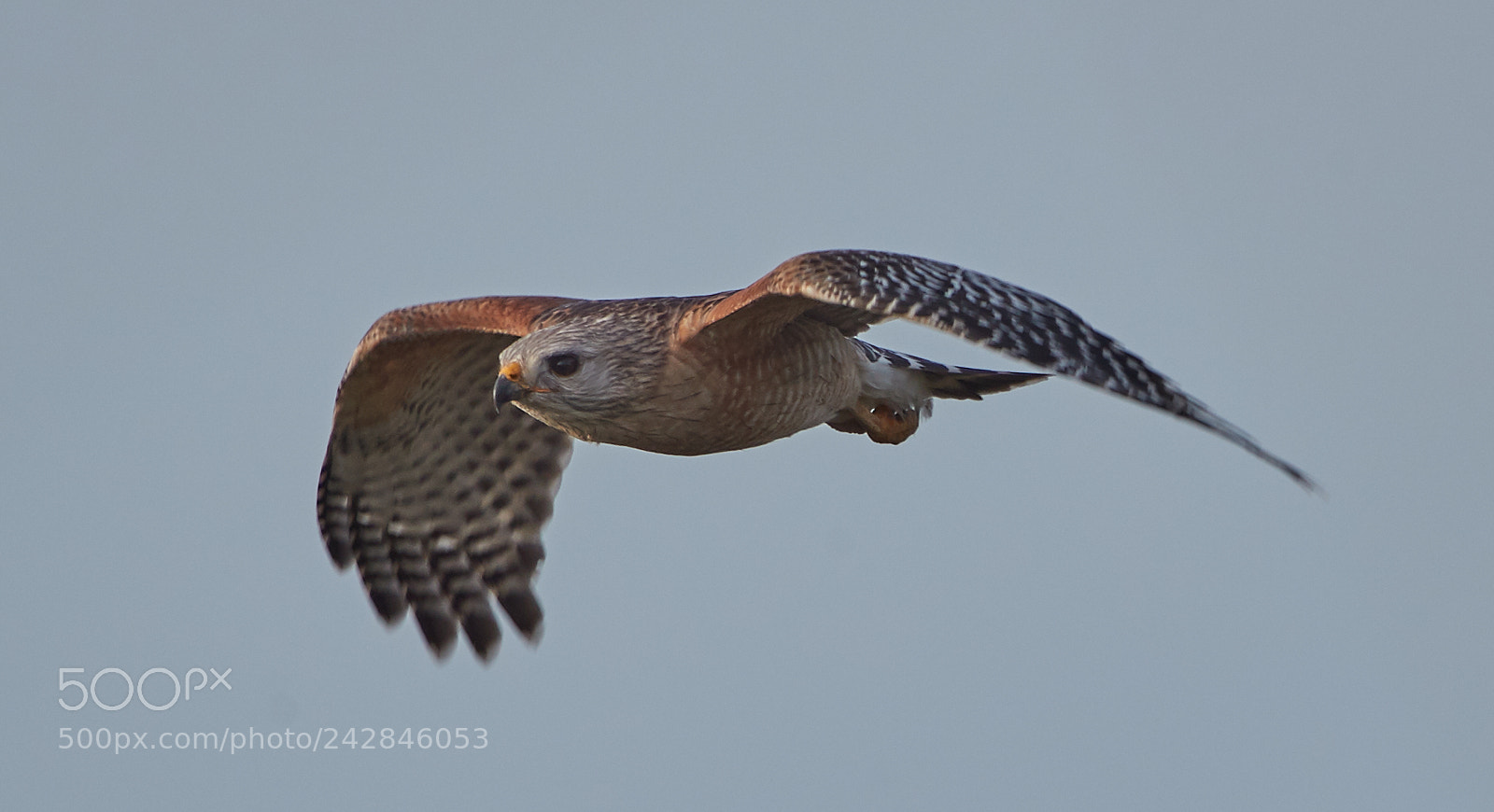 Canon EOS-1D X Mark II sample photo. 01-17-18-9867.jpg photography