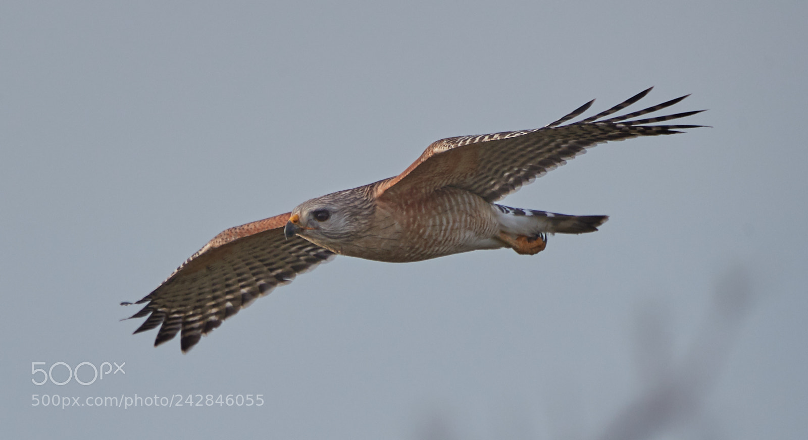 Canon EOS-1D X Mark II sample photo. 01-17-18-9864.jpg photography
