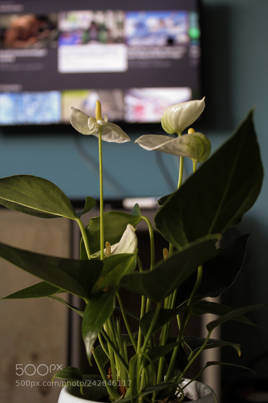 Canon EOS 1300D (EOS Rebel T6 / EOS Kiss X80) sample photo. White flower photography