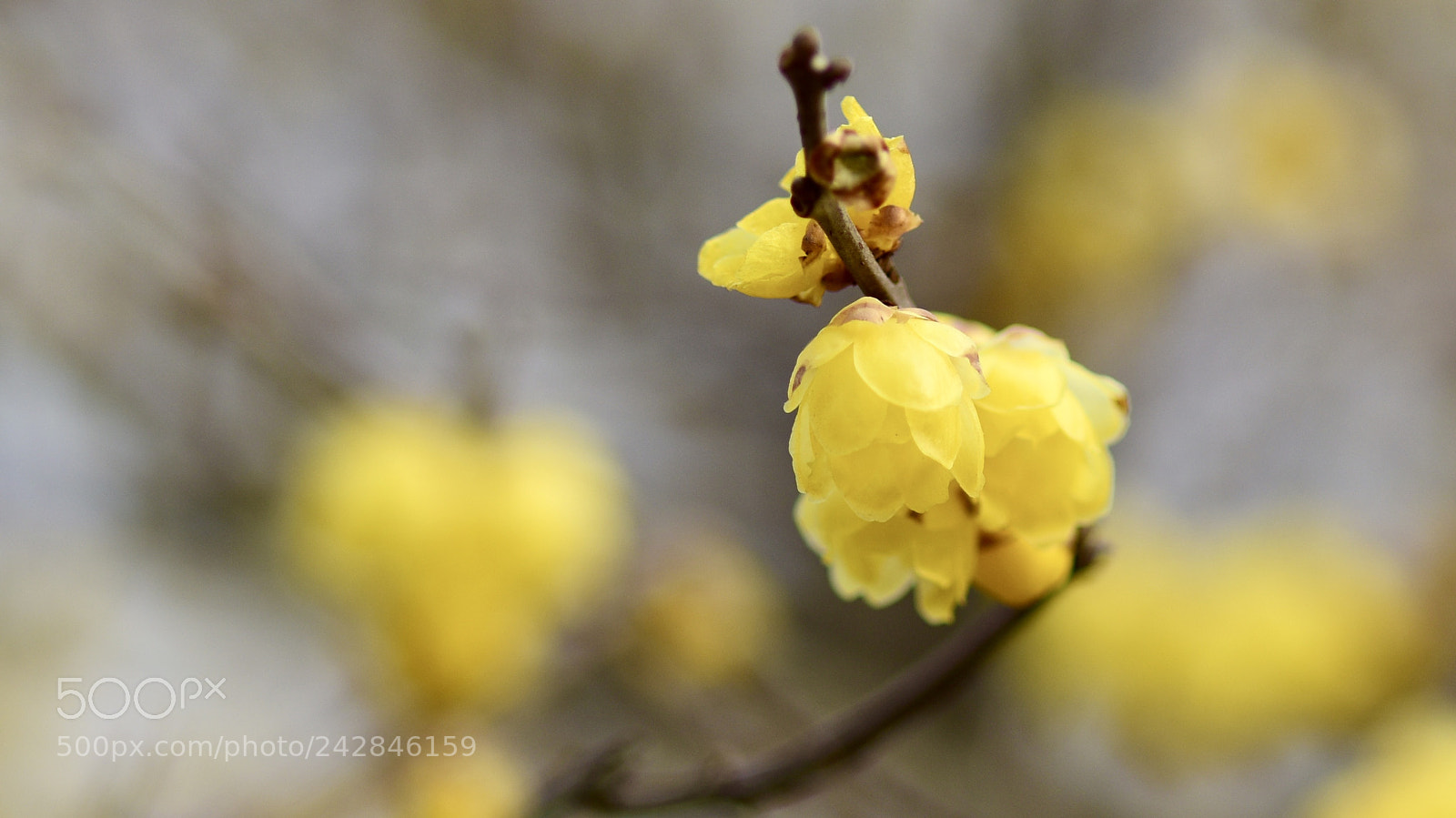 Nikon D810 sample photo. Plum flower photography