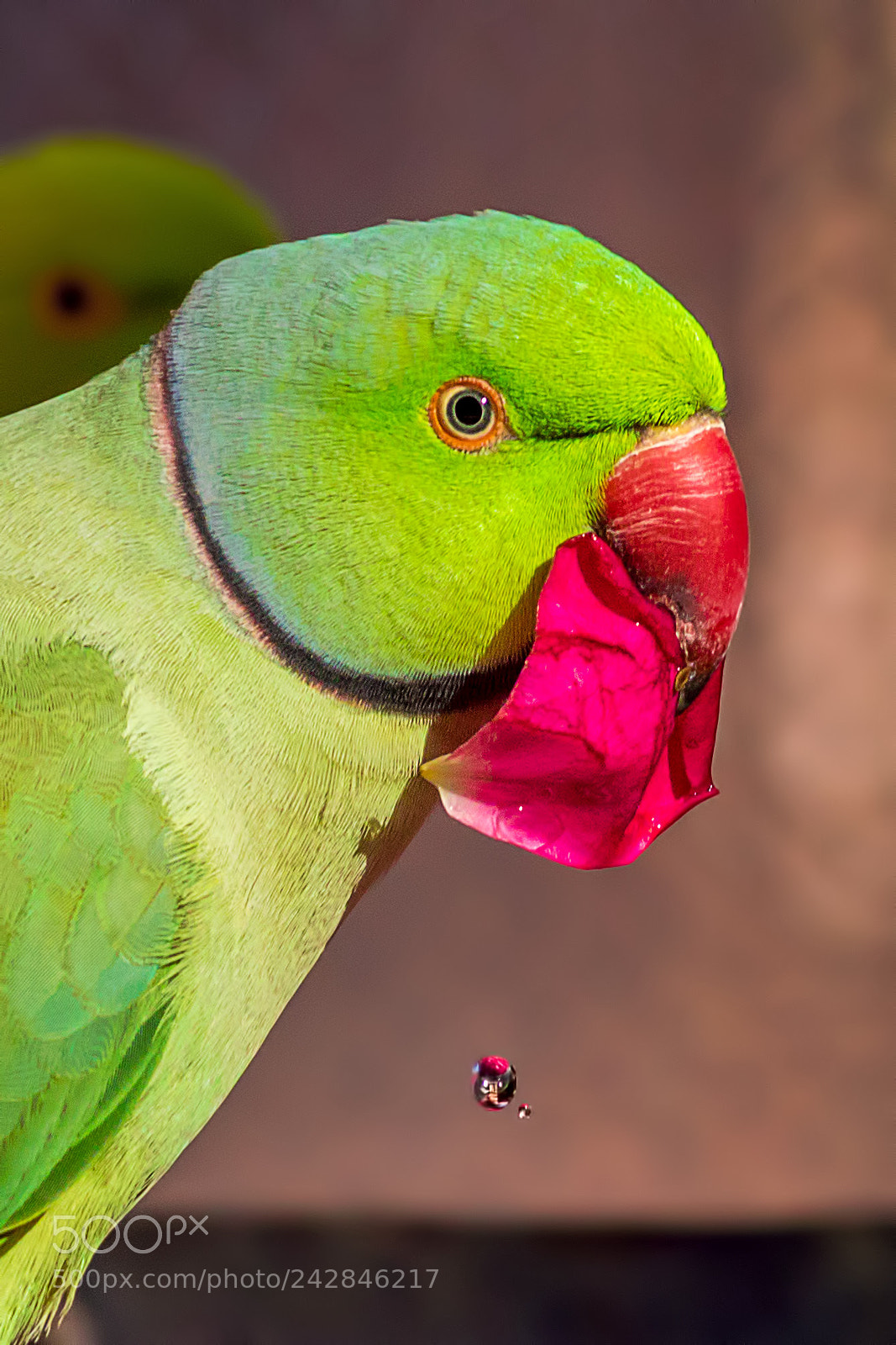Canon EOS 7D Mark II sample photo. Rose ringed parakeet photography