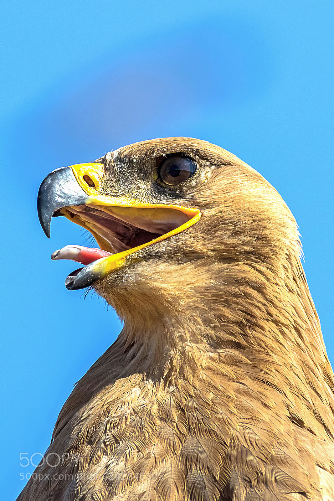 Canon EOS 7D Mark II sample photo. Tawny eagle photography