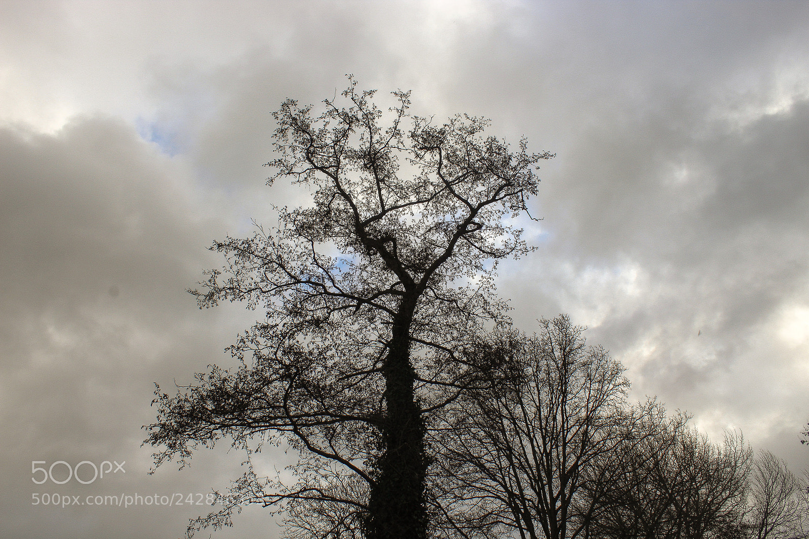 Canon EOS 1300D (EOS Rebel T6 / EOS Kiss X80) sample photo. Dead tree with falling photography
