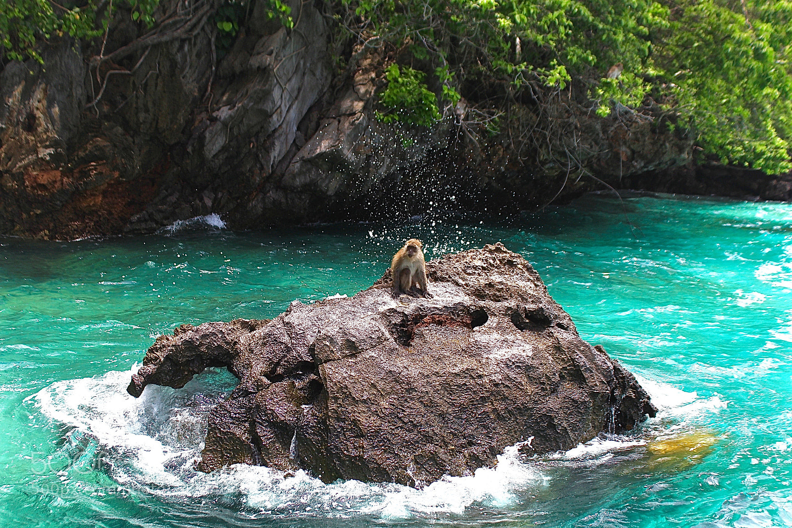 Canon EOS 100D (EOS Rebel SL1 / EOS Kiss X7) sample photo. Monkey having a bath photography