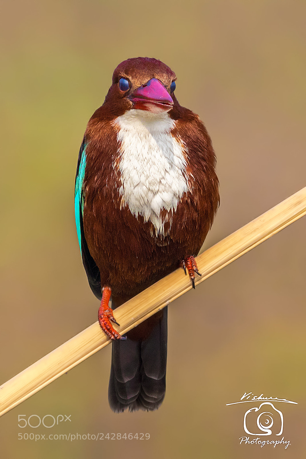Canon EOS 7D Mark II sample photo. White throated kingfisher photography