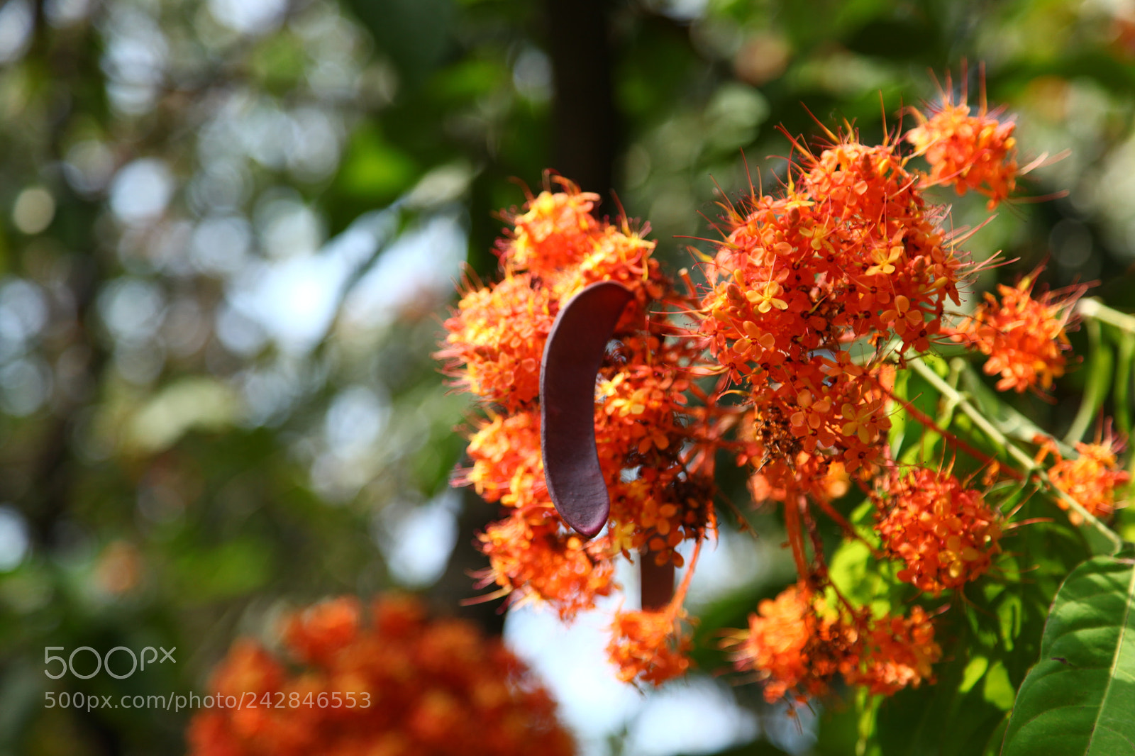 Canon EF 24-105mm F4L IS USM sample photo. Saraca indica l. photography