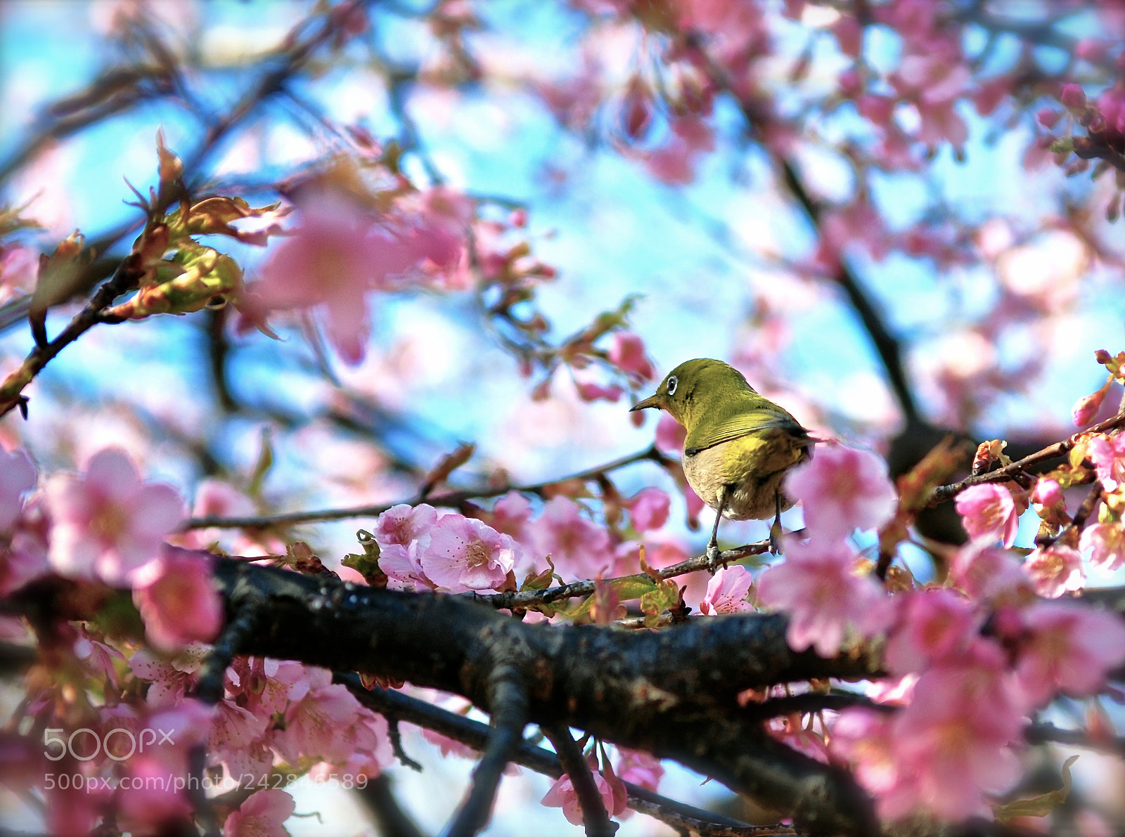Nikon D80 sample photo. Mejiro and sakura photography