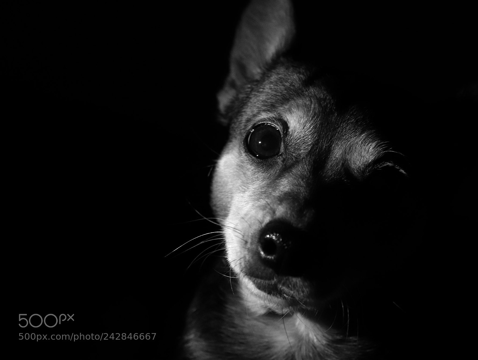Canon EOS 77D (EOS 9000D / EOS 770D) sample photo. Dog in the shadows photography
