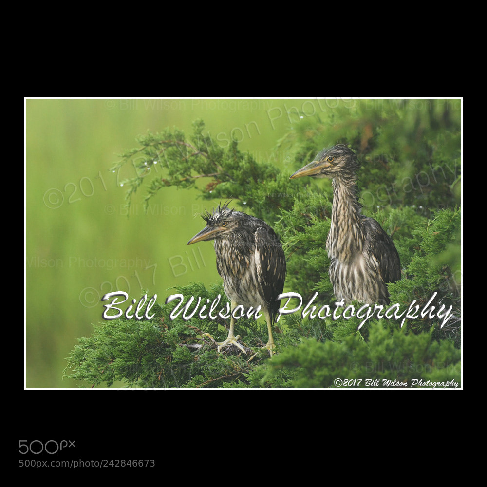 Nikon D500 sample photo. The wet look photography