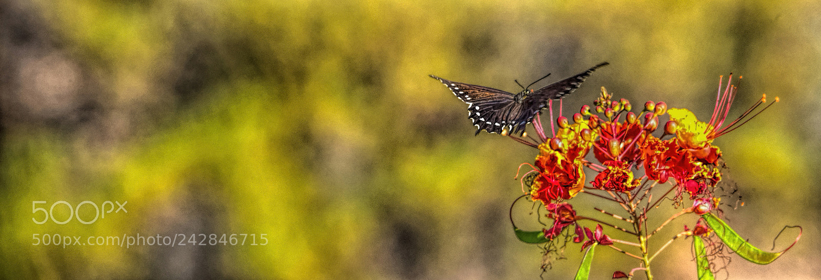 Nikon D5 sample photo. Come fly away... photography