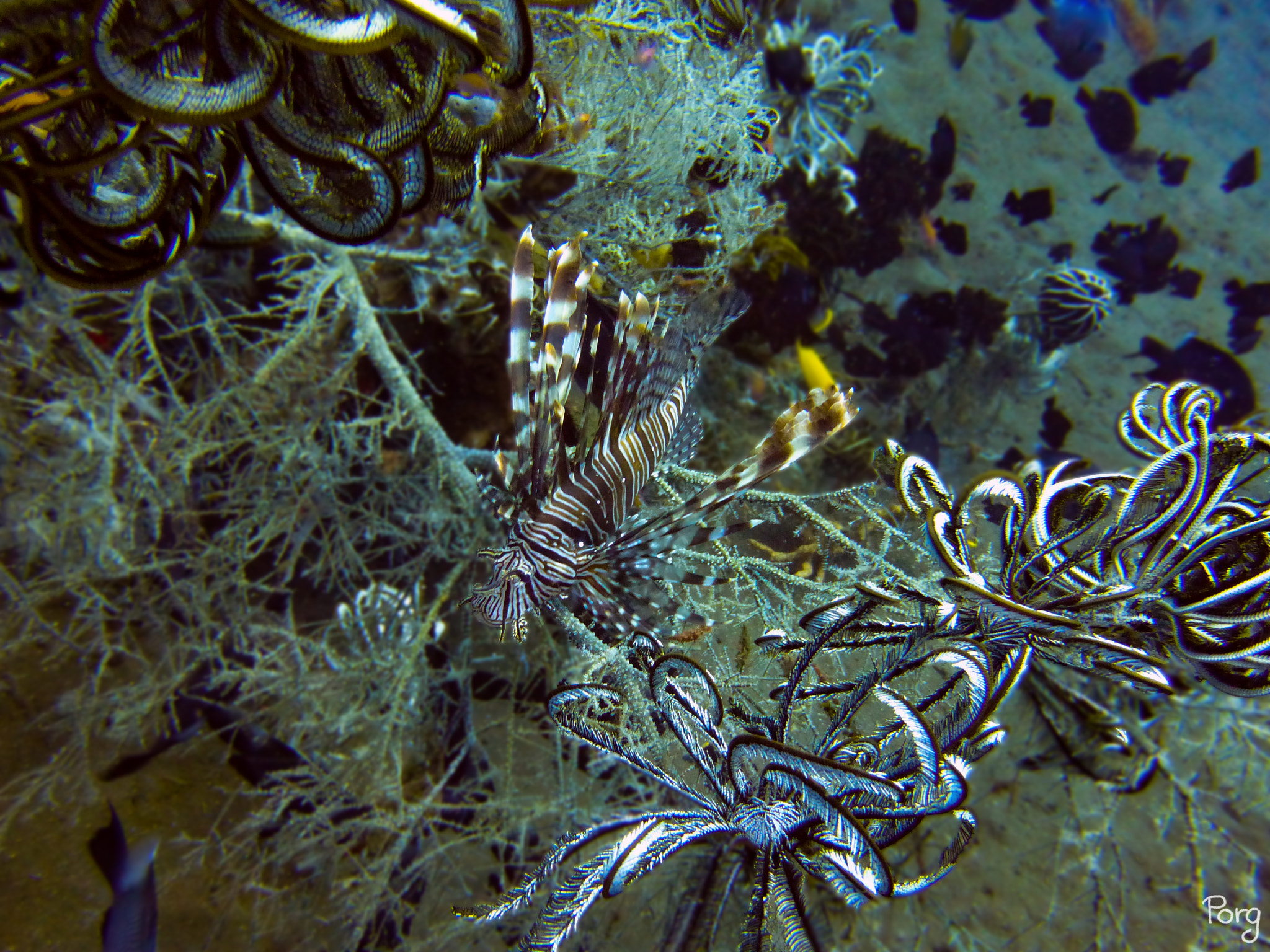 Panasonic DMC-TZ36 sample photo. Between corals photography