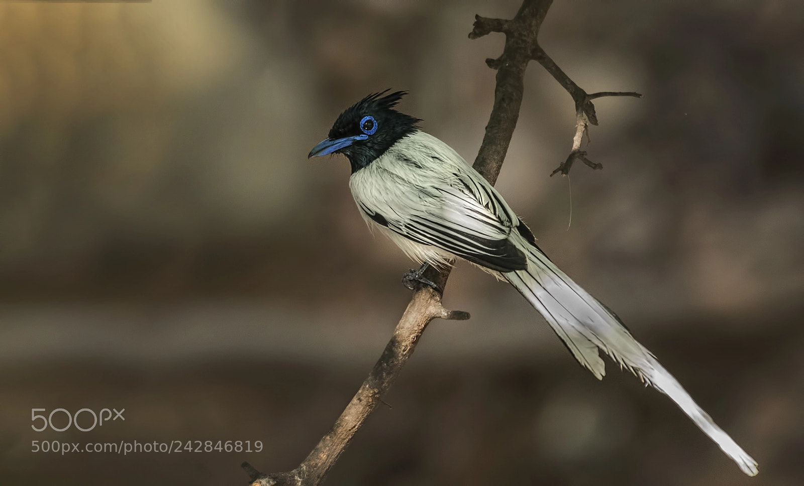 Nikon D500 sample photo. Asian paradise flycatcher male photography