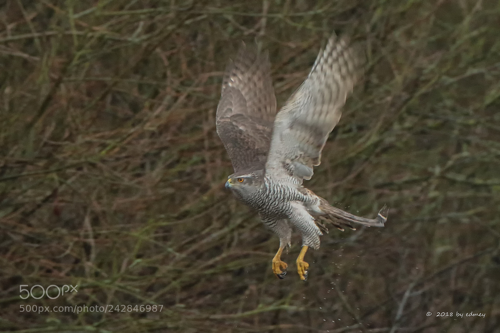 Canon EOS 7D Mark II sample photo. Hawk photography