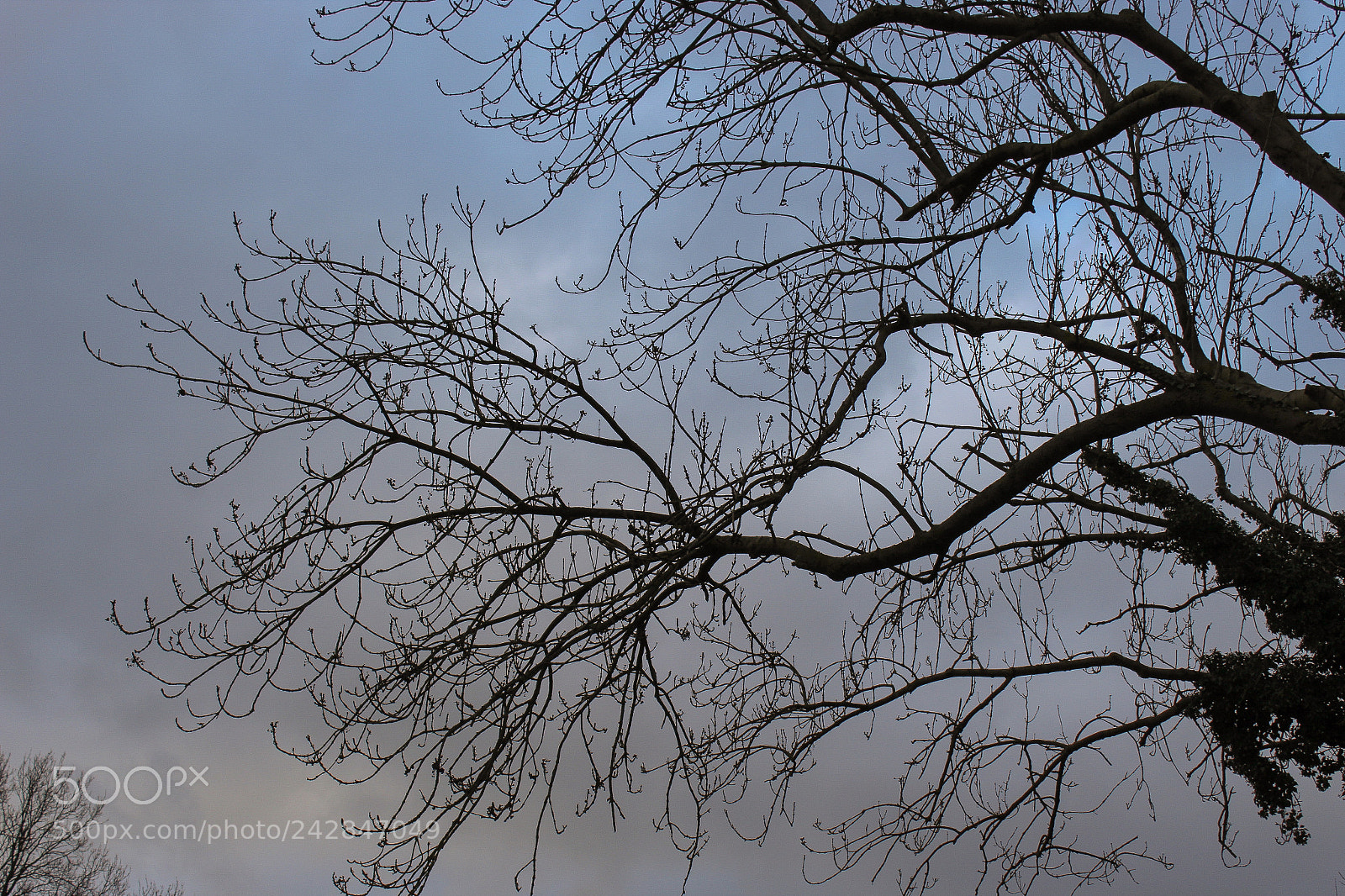 Canon EOS 1300D (EOS Rebel T6 / EOS Kiss X80) sample photo. Dead branches with no photography