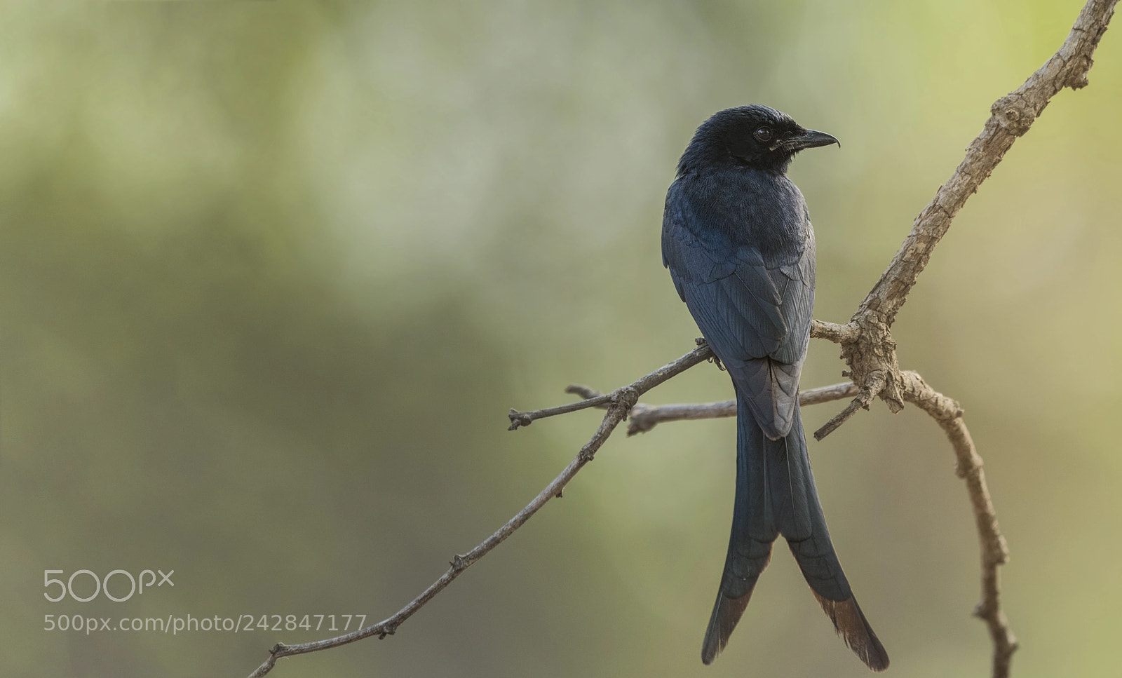 Nikon D500 sample photo. White bellied drongo photography