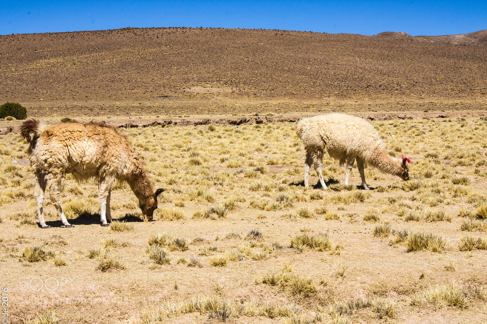 Canon EOS 450D (EOS Rebel XSi / EOS Kiss X2) sample photo. Camino real photography