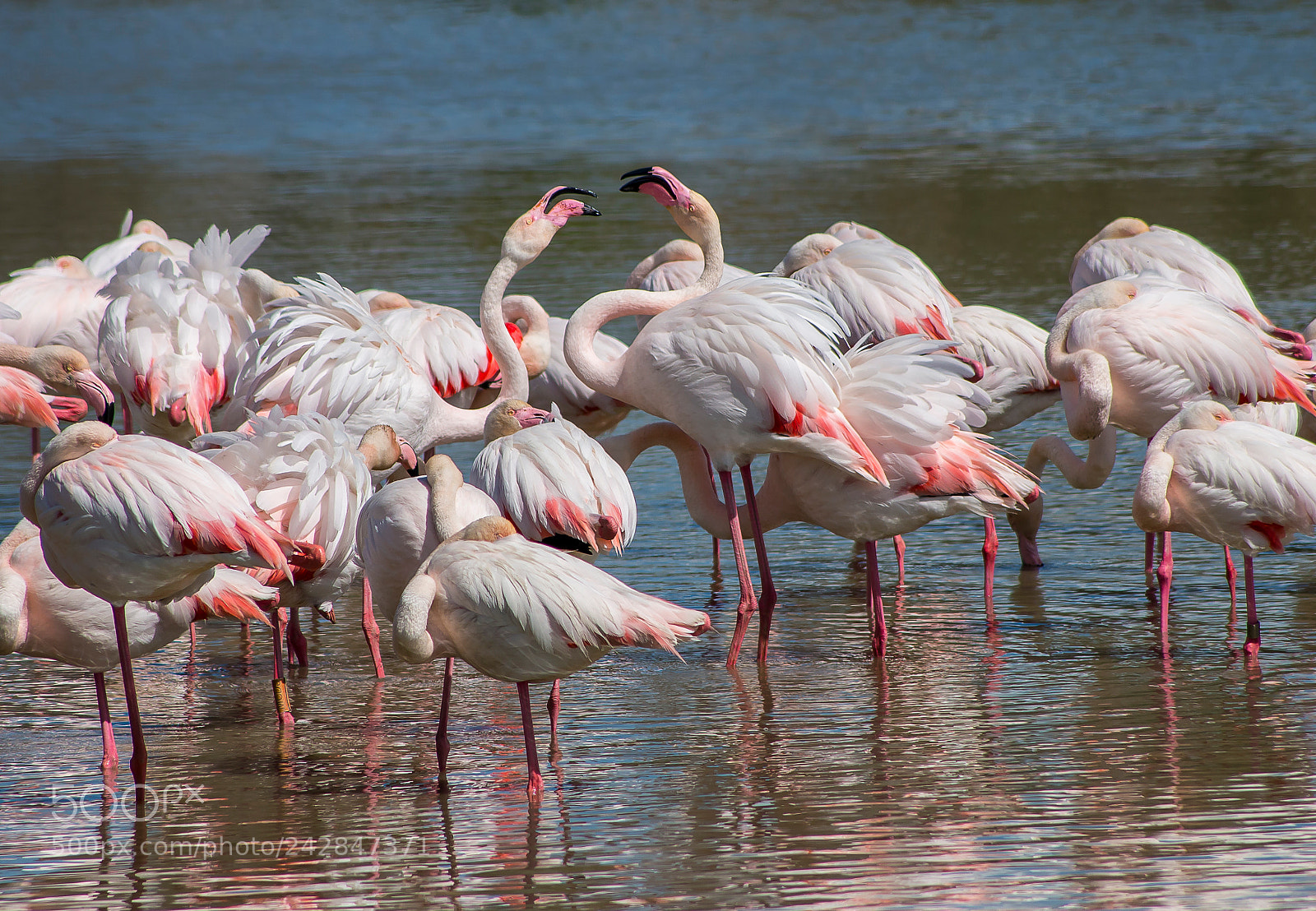Canon EOS 70D sample photo. Camargue flamingos photography