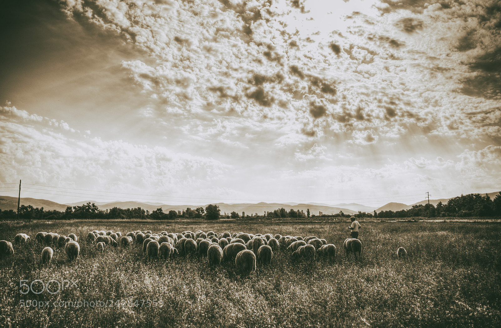 Nikon D5000 sample photo. Sheep and shepherd 12 photography