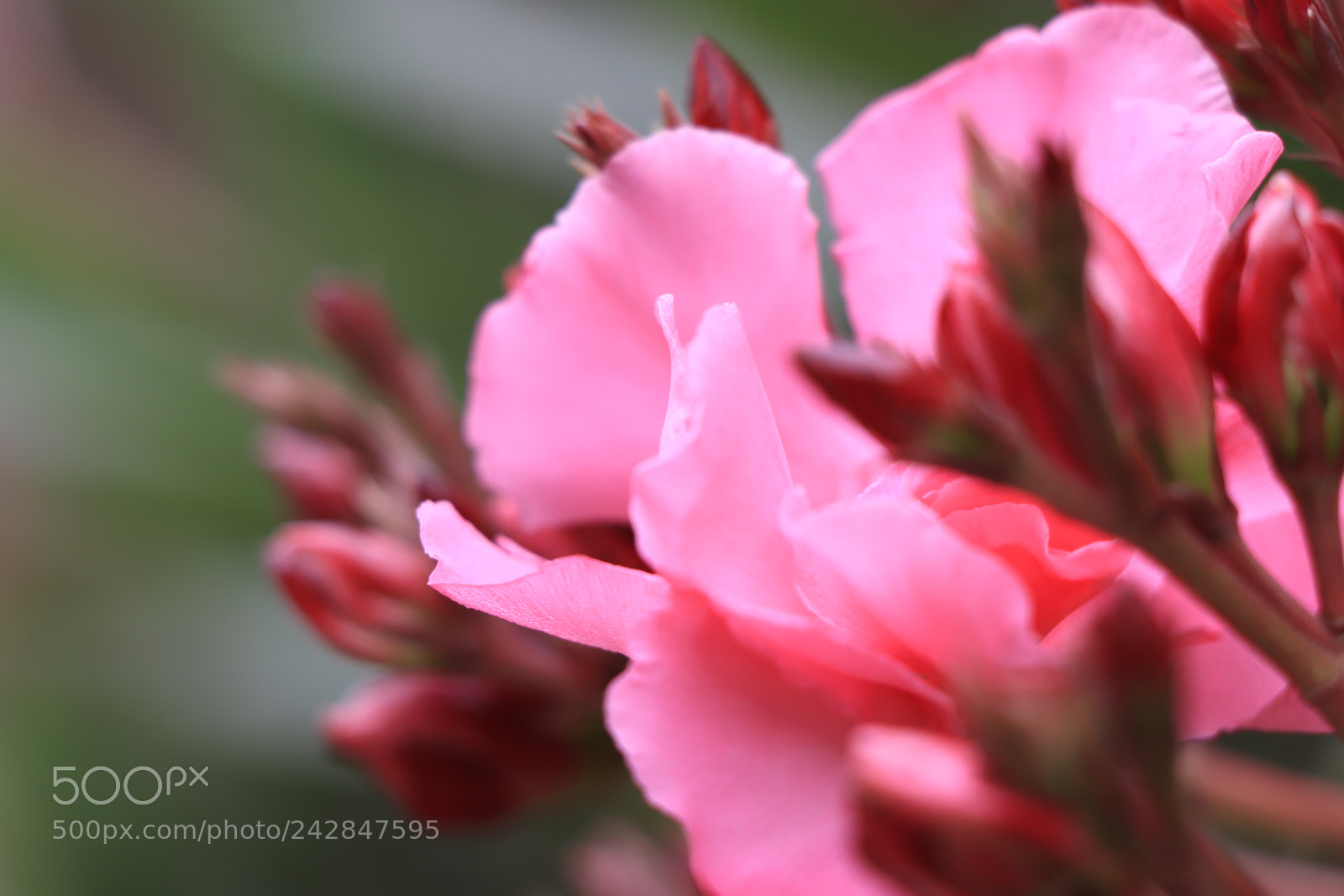 Canon EOS 77D (EOS 9000D / EOS 770D) sample photo. A001 photography