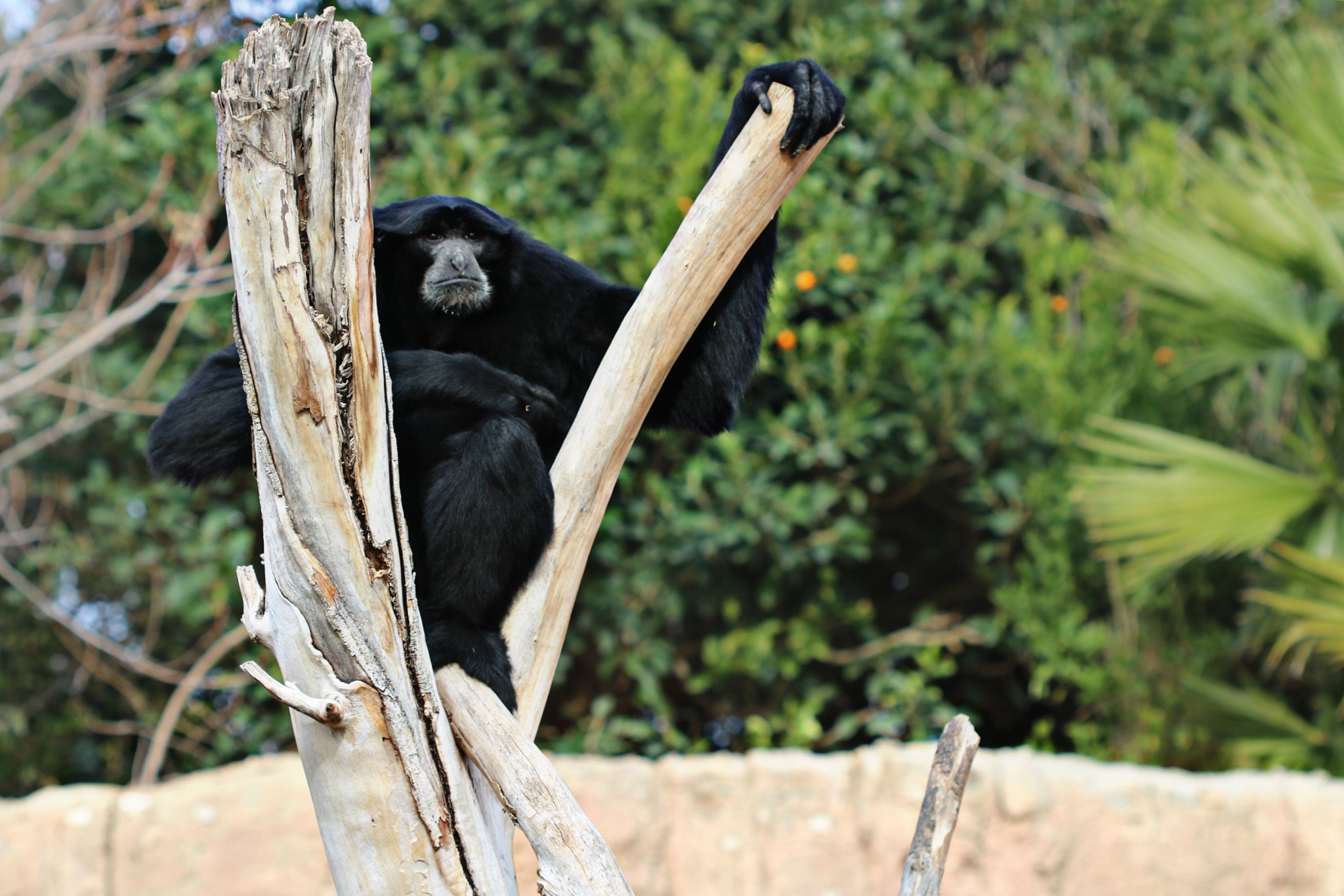 Canon EF 100mm F2.8 Macro USM sample photo. Monkey business photography
