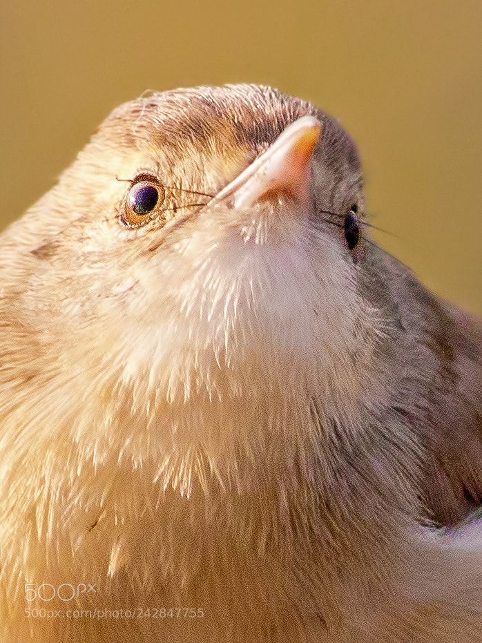 Canon EOS 7D Mark II sample photo. Plain prinia photography