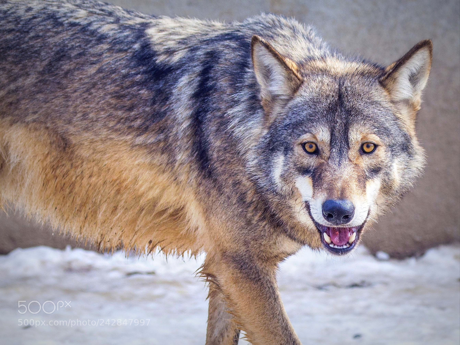 Nikon D3200 sample photo. Wolf photography