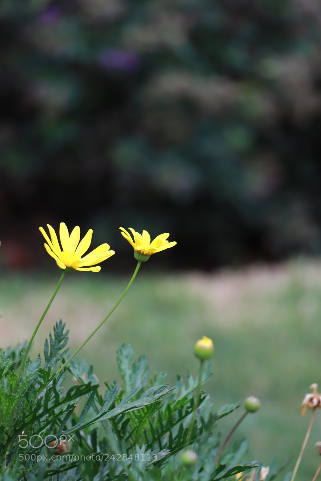 Canon EOS 77D (EOS 9000D / EOS 770D) sample photo. Flores photography