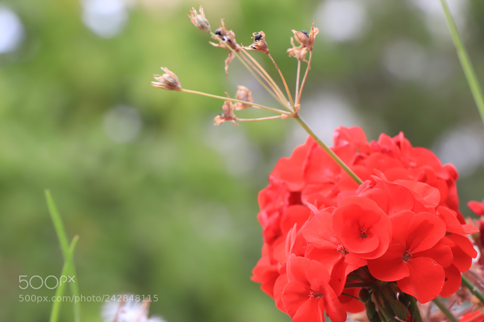 Canon EOS 77D (EOS 9000D / EOS 770D) sample photo. Flores photography