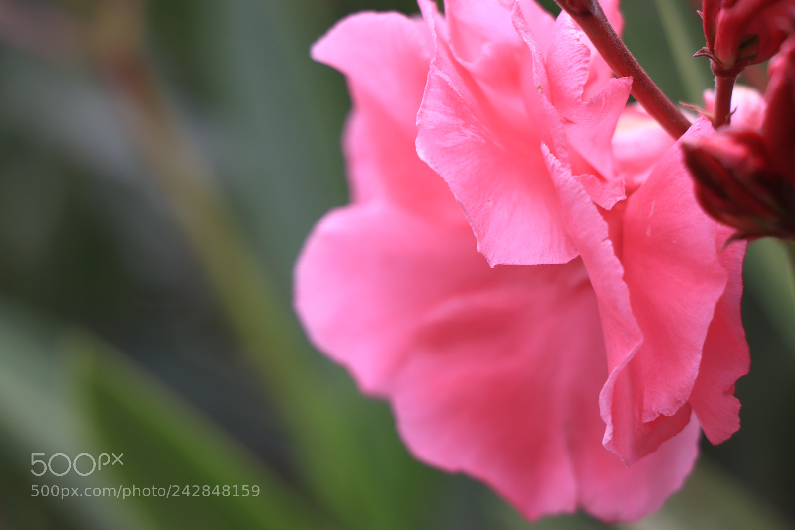 Canon EOS 77D (EOS 9000D / EOS 770D) sample photo. Flores photography