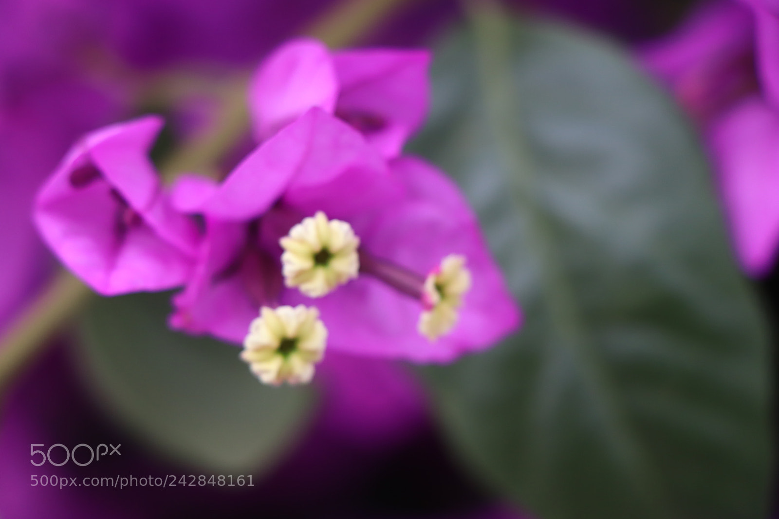 Canon EOS 77D (EOS 9000D / EOS 770D) sample photo. Flores photography