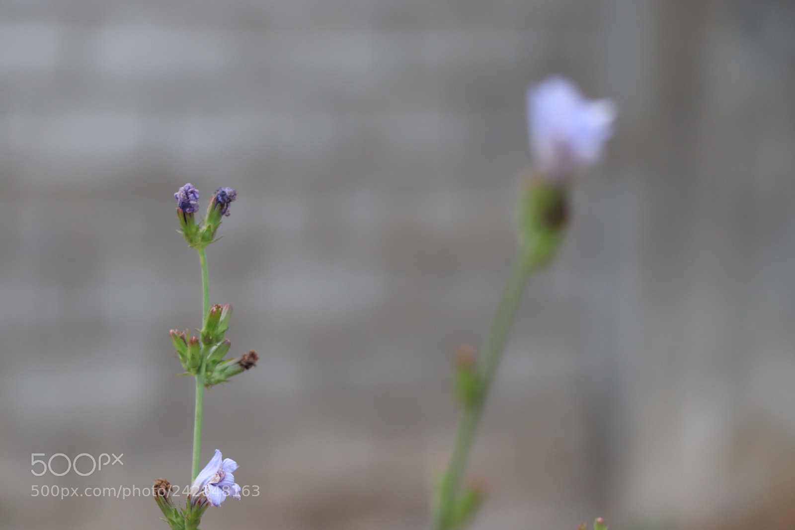 Canon EOS 77D (EOS 9000D / EOS 770D) sample photo. Flores photography