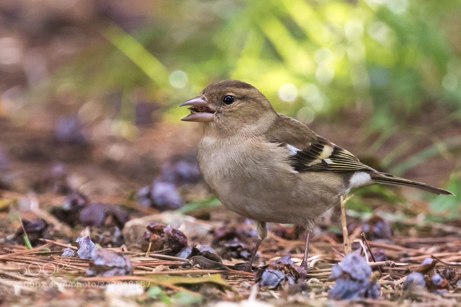 Canon EOS 7D Mark II sample photo. Eating nuts photography
