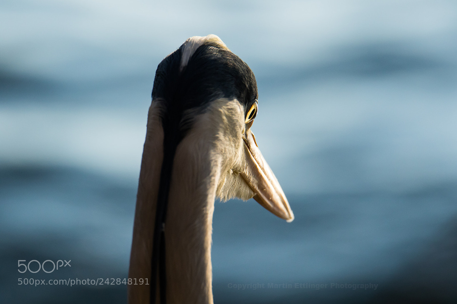 Canon EOS 7D Mark II sample photo. Grey heron ardea cinerea photography