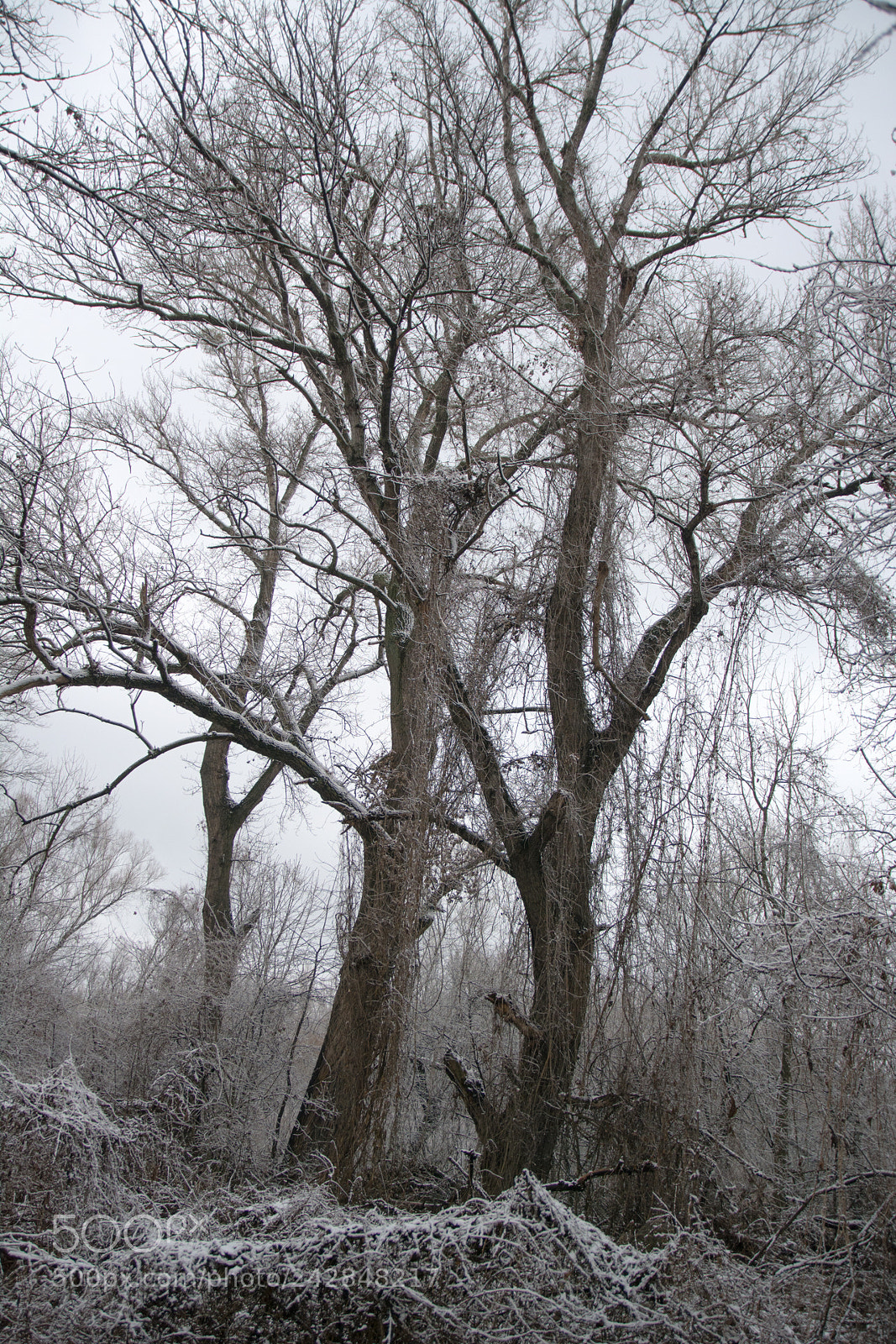 Nikon D7100 sample photo. Trees photography