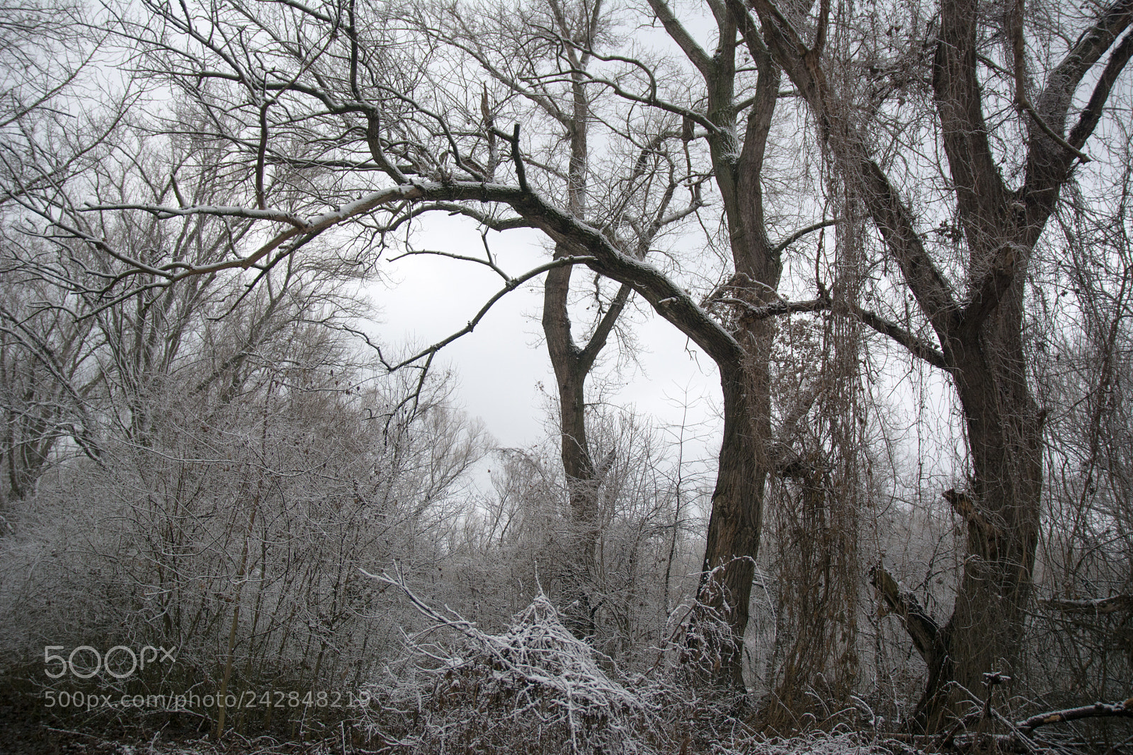 Nikon D7100 sample photo. Trees photography