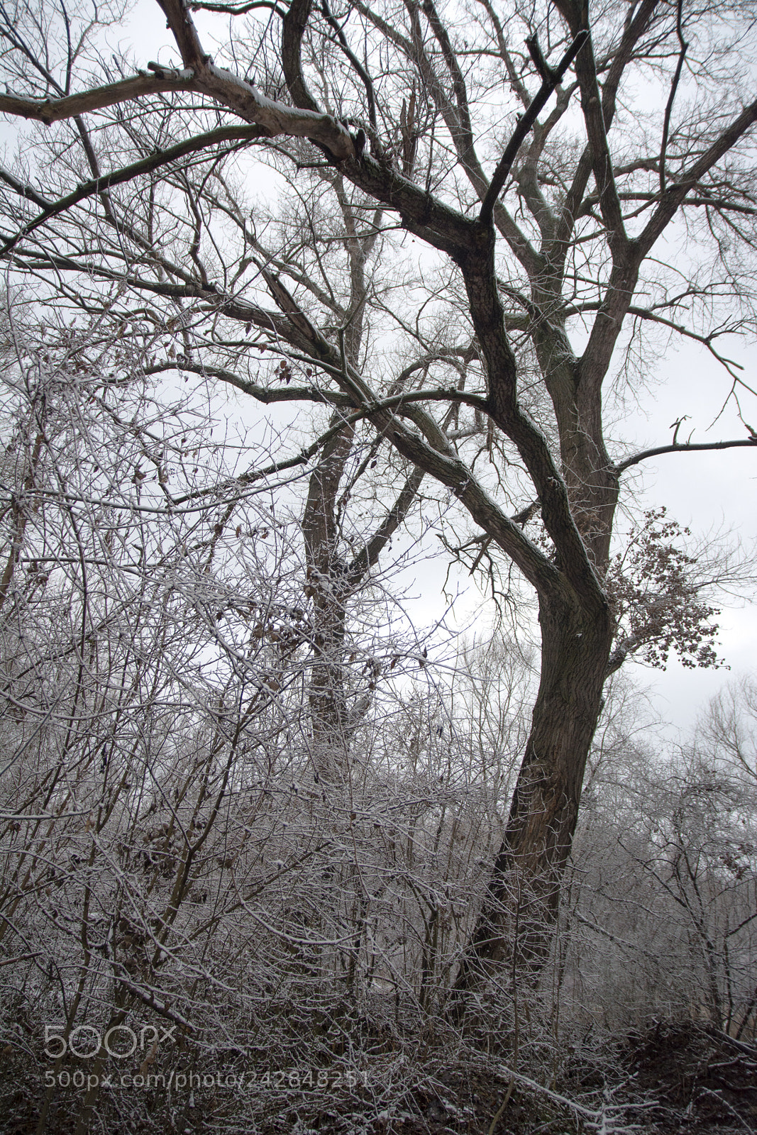 Nikon D7100 sample photo. Trees photography