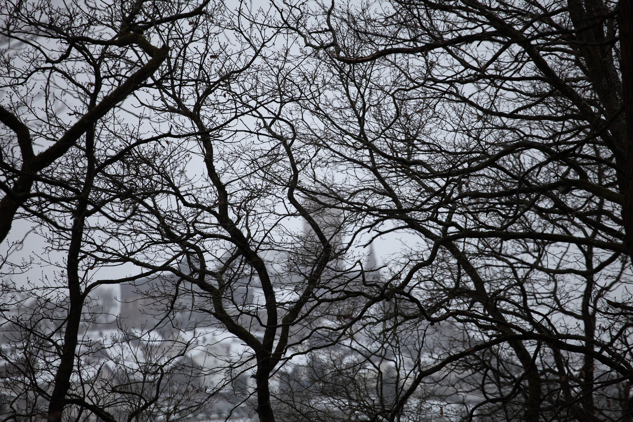 Canon EF 70-200mm F4L USM sample photo. A view from forest photography