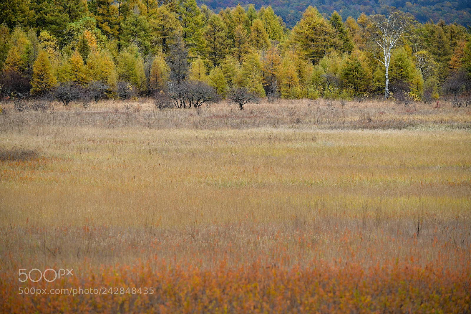 Nikon D850 sample photo. Nikko photography