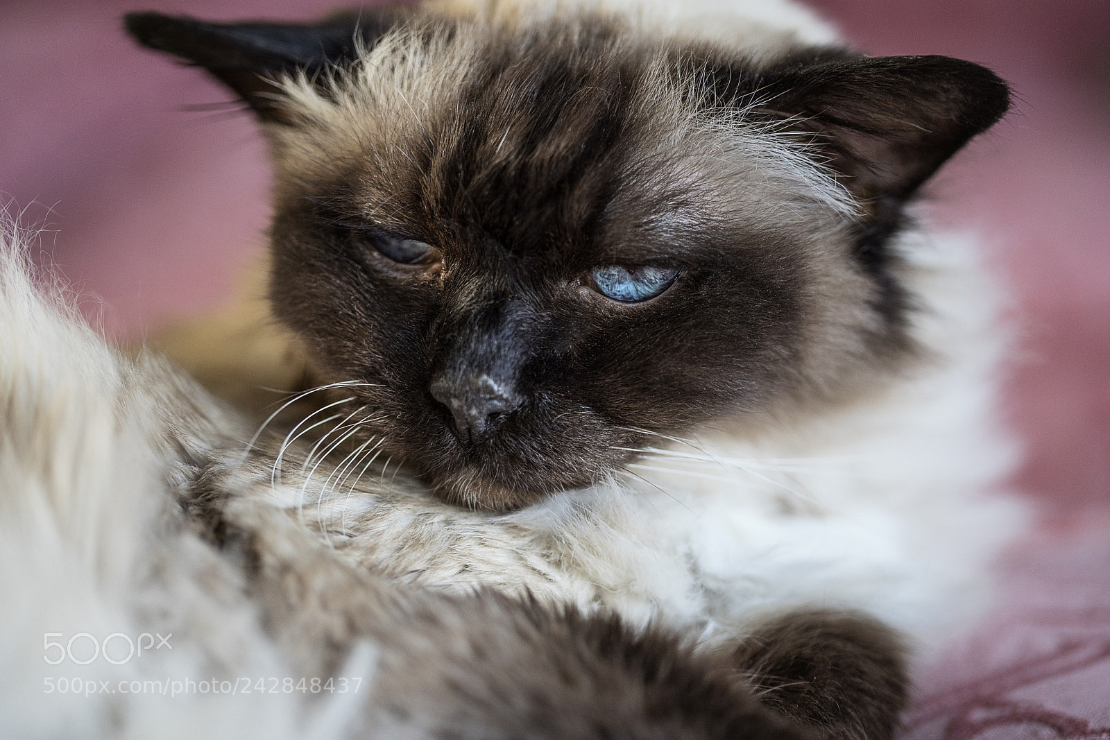 Sony a7R III sample photo. Old monty photography