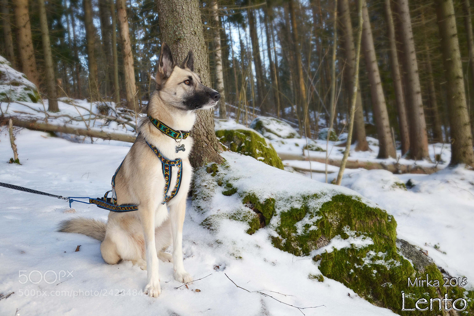 Nikon D3100 sample photo. Alaskan husky photography